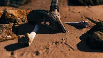 teschio di ariete sulla spiaggia di sabbia video