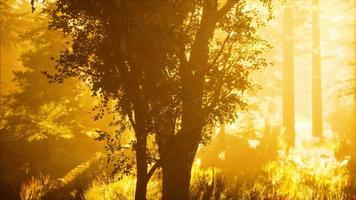 lumière vive tombant dans la forêt sombre video