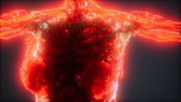 animación colorida del cuerpo humano que muestra huesos y órganos
