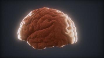 animazione del cervello umano rotante in loop video