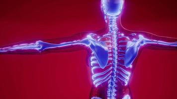 Transparent Human Body with Visible Bones video