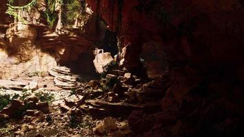 the view inside fairy cave covered in self illuminating green plants video