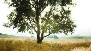 Old linden tree on autumn hill meadowy video