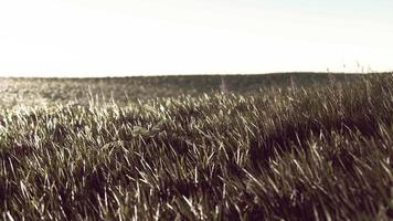 Close up of fresh thick grass in the early morning video