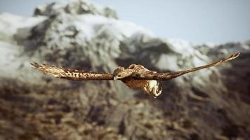 extreme slow motion shot of eagle video