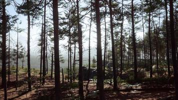 bosque de pinos en la ladera de la montaña video