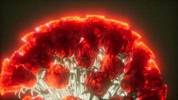 rosas en la oscuridad con luz video