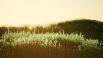 Green field at sunrise with blue sky video