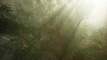 Drone breaking through the fog to show redwood and pine tree video