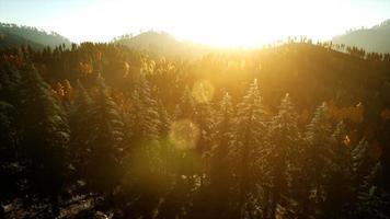Luftdrohnenansichtsflug über Kiefernwald im Berg bei Sonnenuntergang
