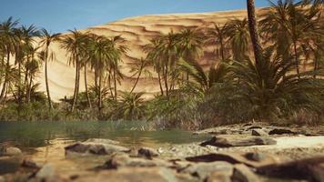 Green oasis with pond in Sahara desert video