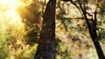 Les rayons du soleil se déversent à travers les arbres dans la forêt brumeuse video