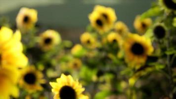 campo di girasoli in una calda serata estiva video