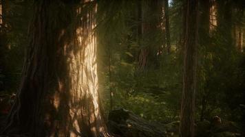 8K Giant Sequoia Trees at summertime in Sequoia National Park video
