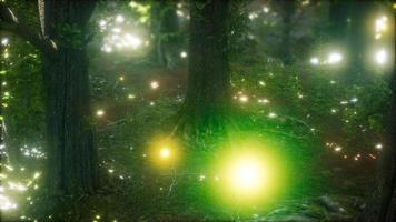 Glühwürmchen fliegen im Wald video