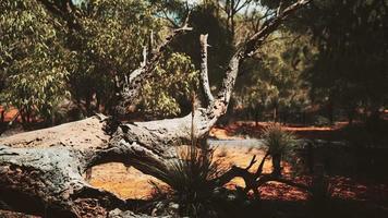 red sand bush with trees video