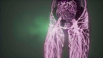 corpo umano con vasi sanguigni luminosi video