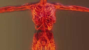 analysis of human blood vessels anatomy scan video