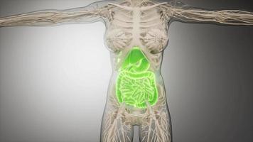 partes e funções do sistema digestivo humano