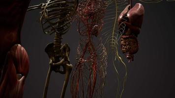 illustrazione animata di anatomia umana 3d video