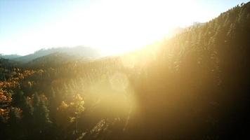 Luftdrohnenansichtsflug über Kiefernwald im Berg bei Sonnenuntergang