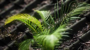 moss and fern on old roof video