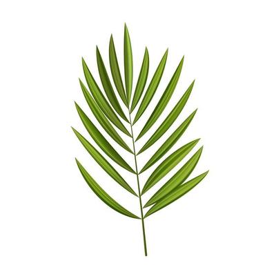 Realistic Palm Leaf Isolated. Vector Illustration