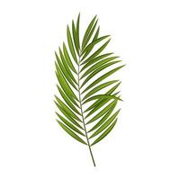 Realistic Palm Leaf Isolated. Vector Illustration