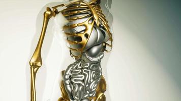 modelo de huesos de esqueleto humano con órganos