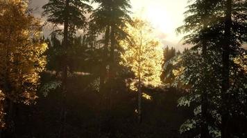 forêt sous les rayons du soleil du lever du soleil video