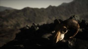 Cráneo de carnero muflón europeo en condiciones naturales en montañas rocosas video