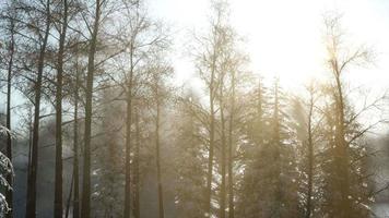 fantastisk julscen i fjällskogen. färgglad vintersoluppgång video