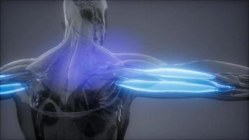 tríceps - mapa de anatomia do músculo visível
