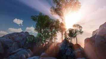 Sun Beams through Trees video
