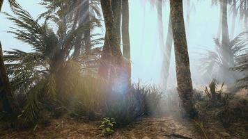 palmeras de coco en la niebla profunda de la mañana
