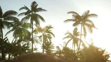 Silhouette Kokospalmen bei Sonnenuntergang video