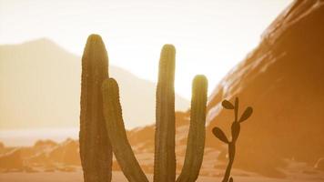 atardecer en el desierto de arizona con cactus saguaro gigante video