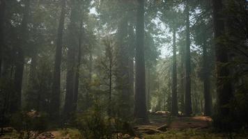 Sonnenuntergang auf dem Riesenwald, Sequoia National Park, Kalifornien video