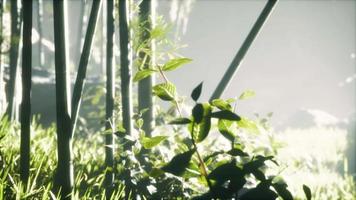 forêt de bambous asiatique avec la lumière du soleil video