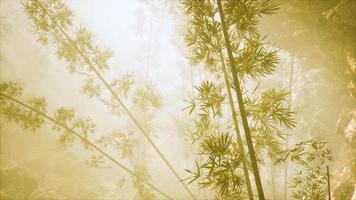 asian bamboo forest with morning fog video