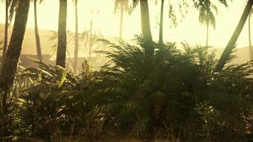 palmeiras no deserto do saara