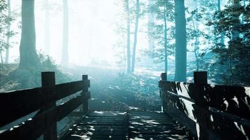 wooden bridge into forest with river video