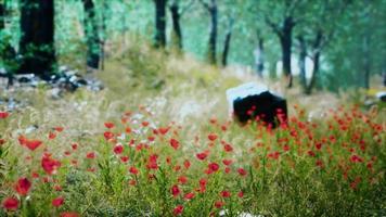 grass field and forest trees video