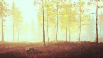 névoa fresca do amanhecer na floresta ao nascer do sol video