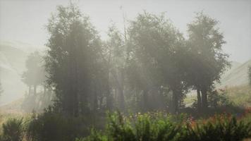 solstrålar som kommer in i barrträd står på en dimmig sommarmorgon video