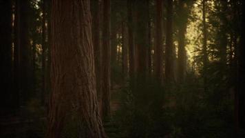 hyperlapse dans la forêt de séquoia du lever du soleil video