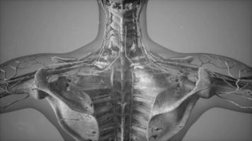 anatomie tomografie scan van het menselijk lichaam video