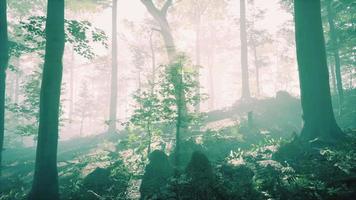forêt silhouette ensoleillée avec des rayons de soleil à travers le brouillard video
