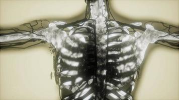 esqueleto humano escaneo de huesos brillante