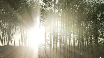 Green bamboo forest in hills video